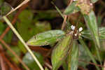 Woodland false buttonweed